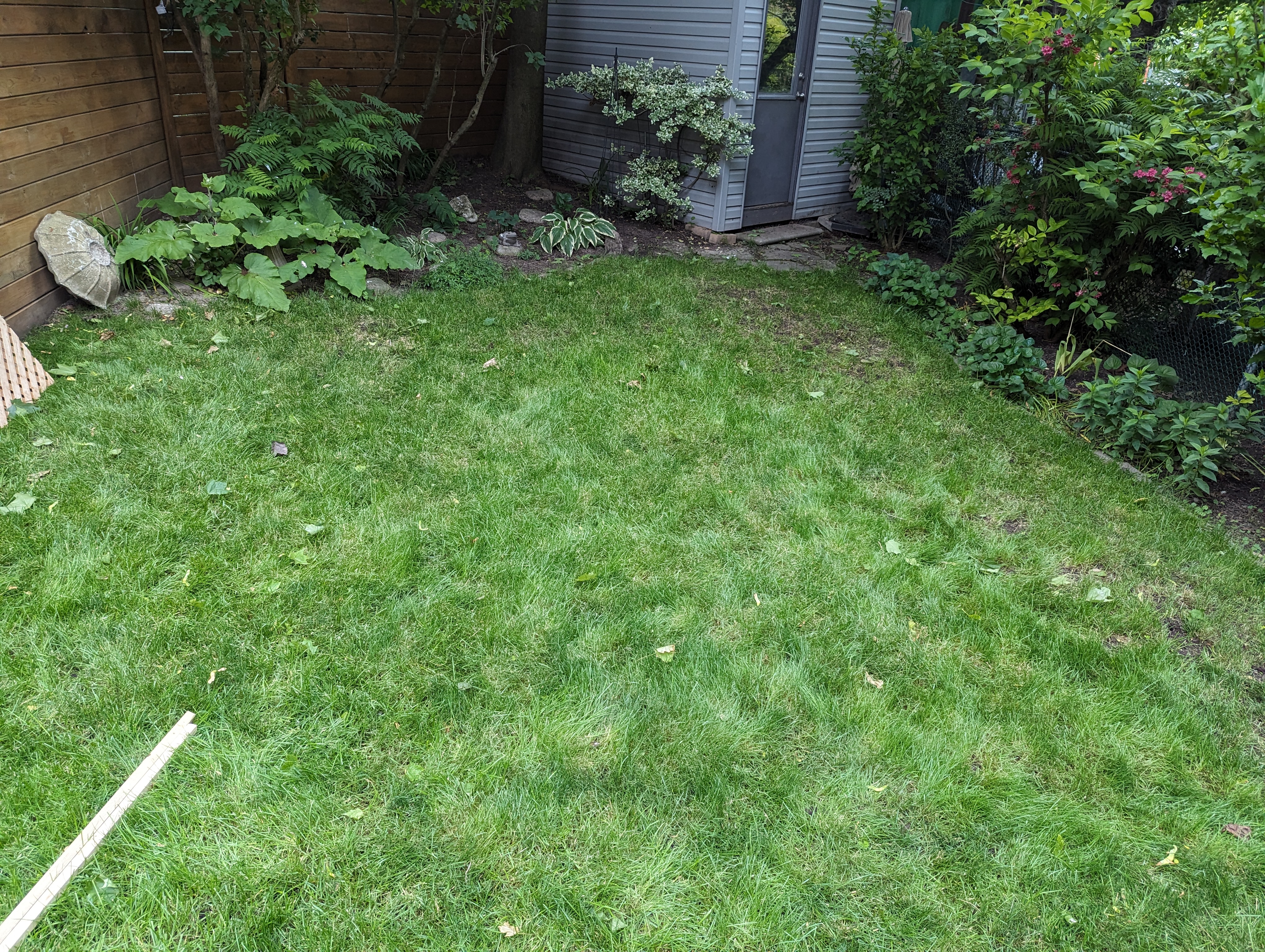 Before: bare lawn backyard